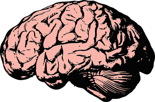 Pink Outlined Brain Illustration PNG with transparent background