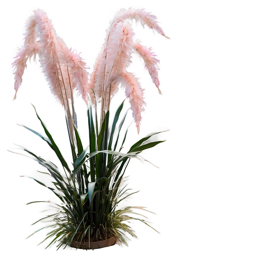 Pink Pampas Grass Png Vai