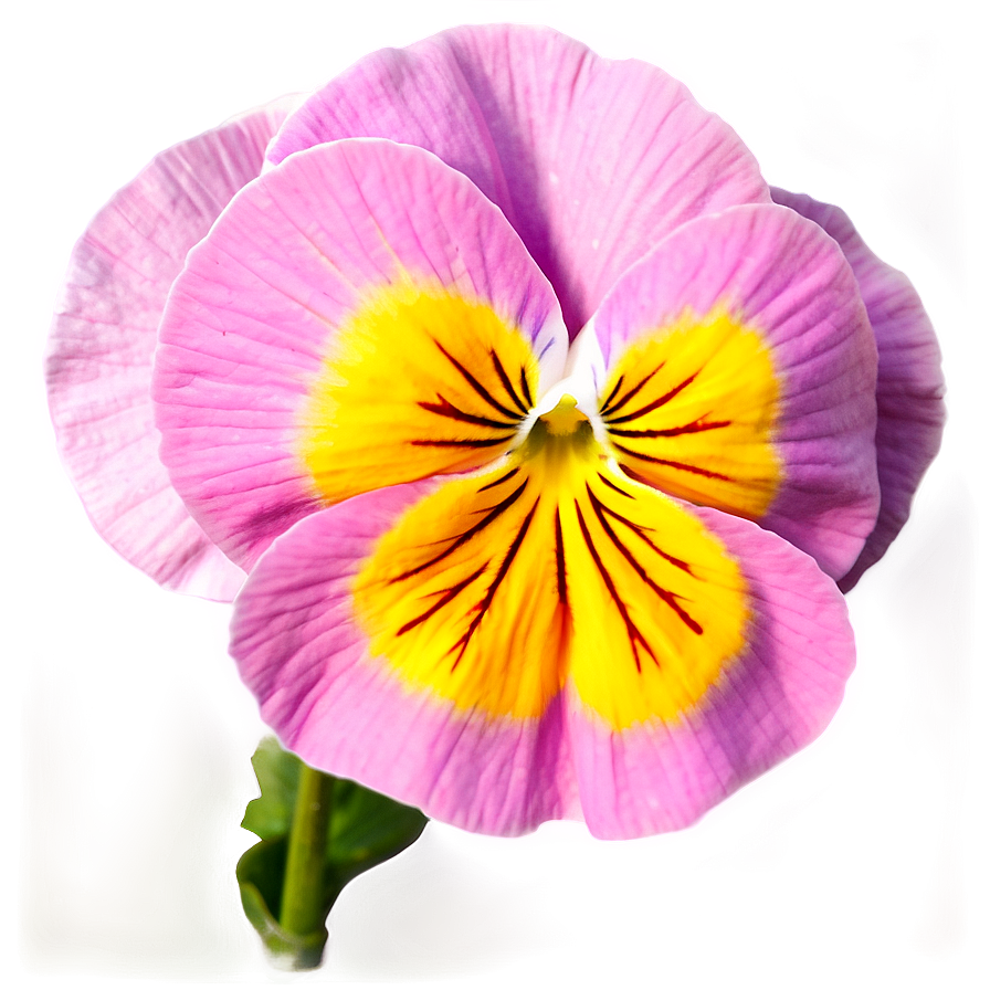 Pink Pansy Png 06232024