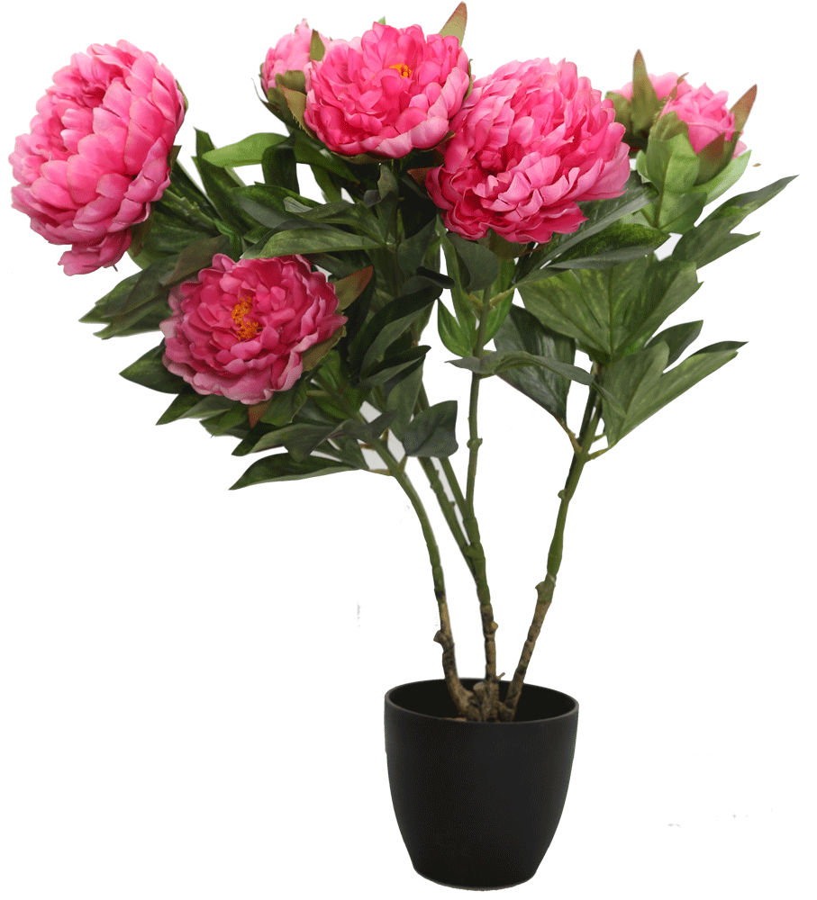 Transparent Peony Png - Common Peony, Png Download PNG with transparent background