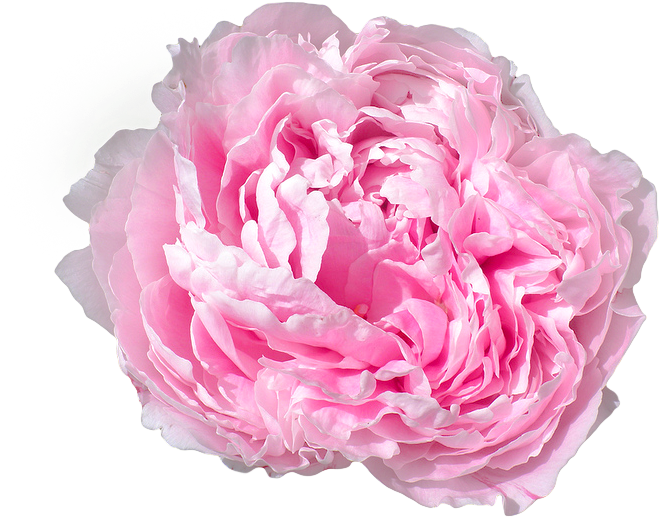 Pink Peony Flower Isolated