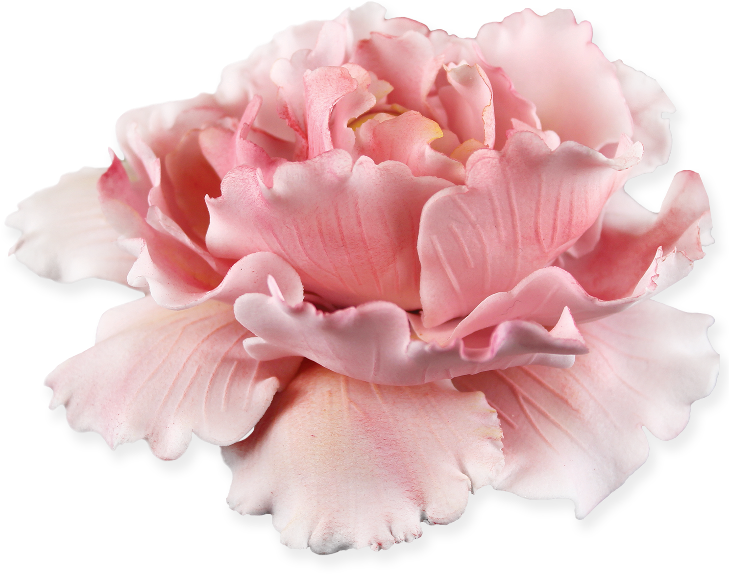 Pink Peony Flower Isolated