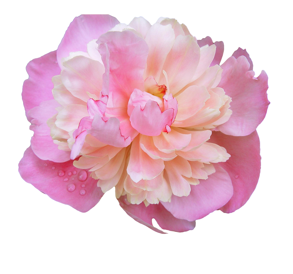 Peony PNG Photos PNG with transparent background