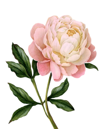 Pink Peony Illustration