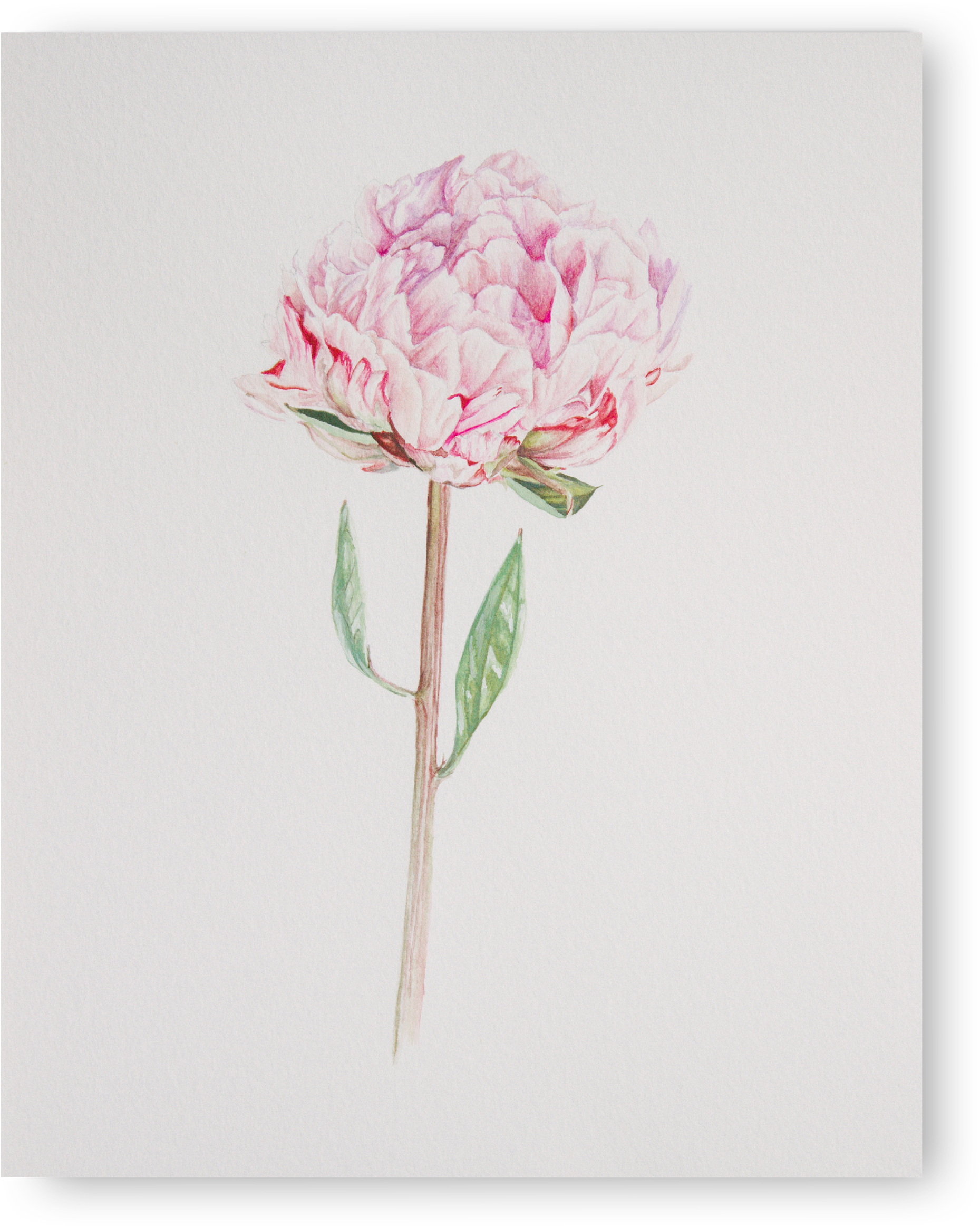 Peony - Common Peony, HD Png Download PNG with transparent background