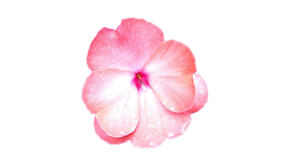 Pink Periwinkle Flower Dewdrops