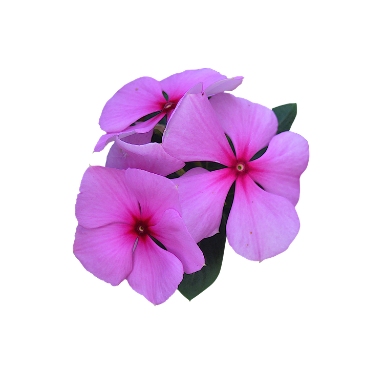 Pink Periwinkle Flowers PNG with transparent background