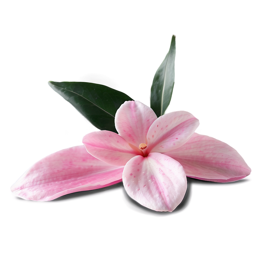 Pink Petals Png Pvf