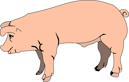 Pink Pig Cartoon Illustration PNG with transparent background
