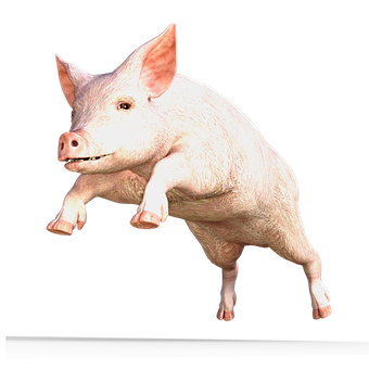 Pink Pig Transparent Background