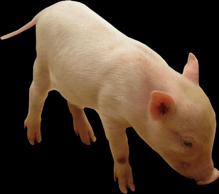 Pink Piglet Isolated Background