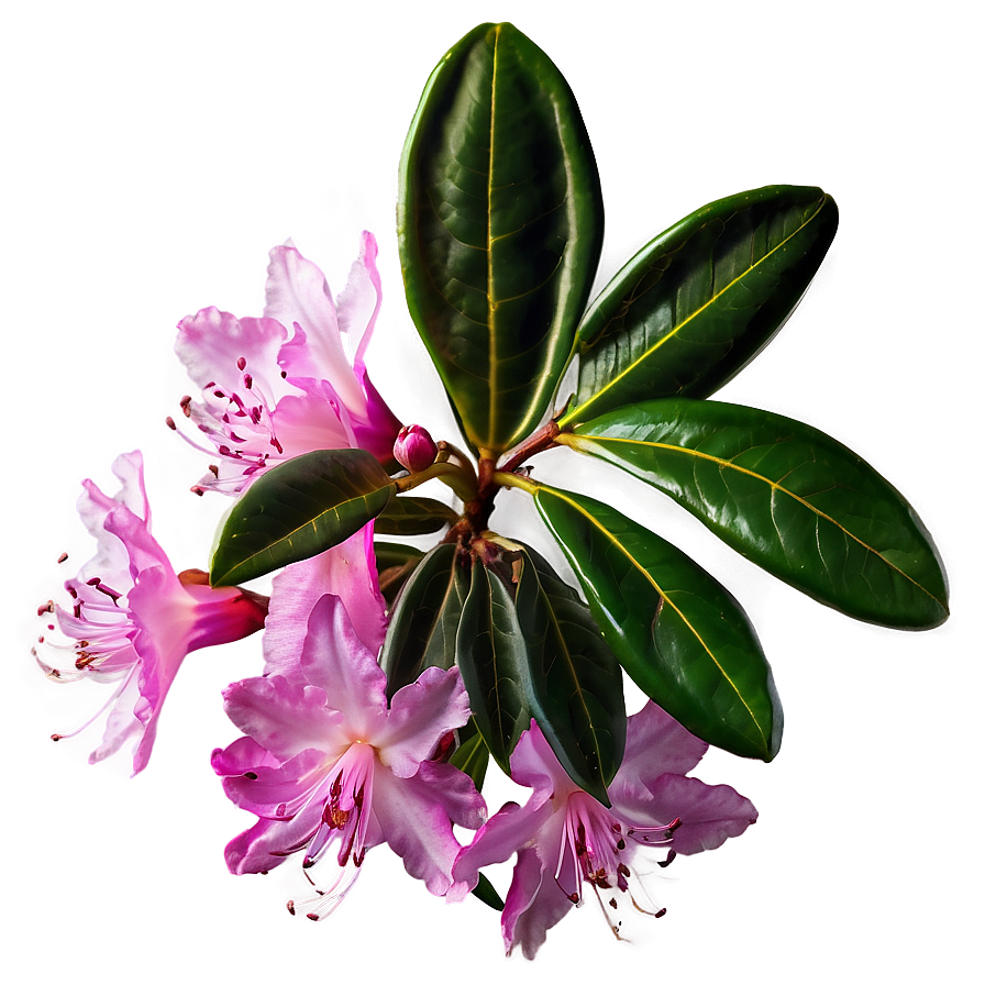 Pink Rhododendron Png 88