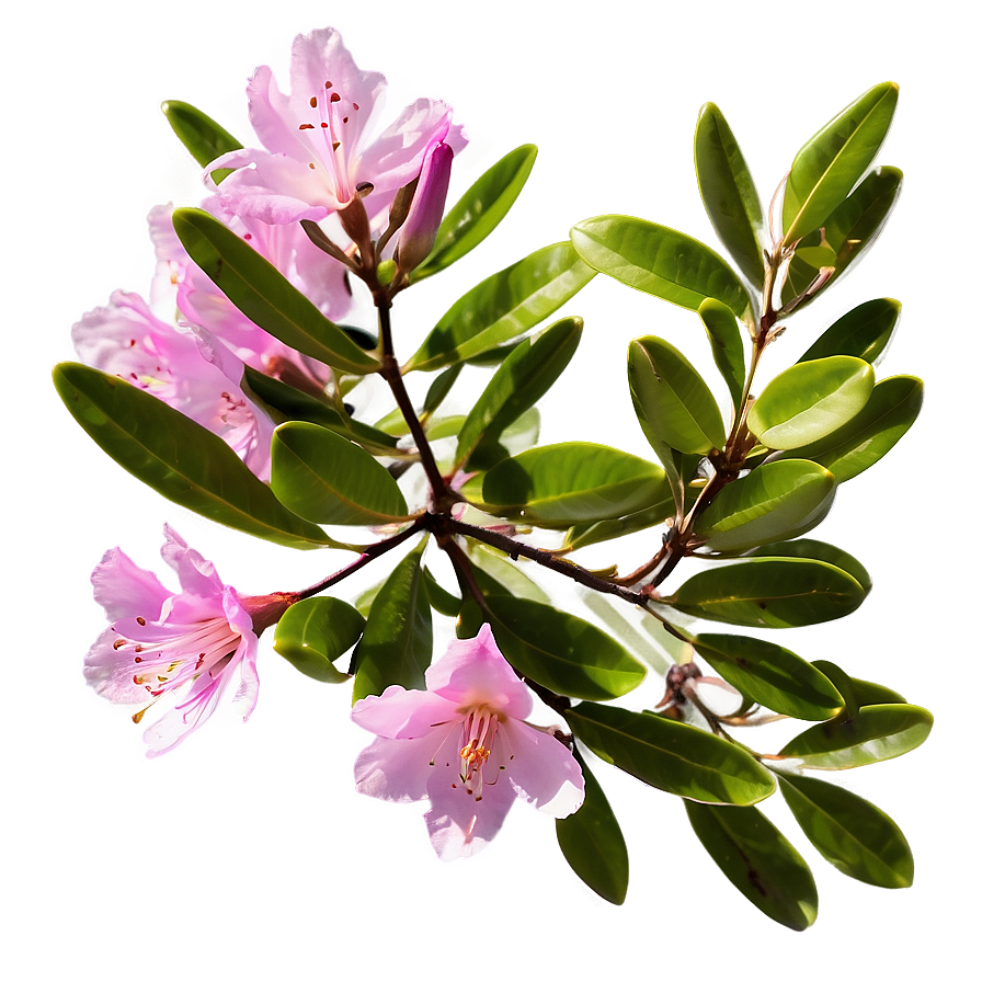 Pink Rhododendron Png Ayr