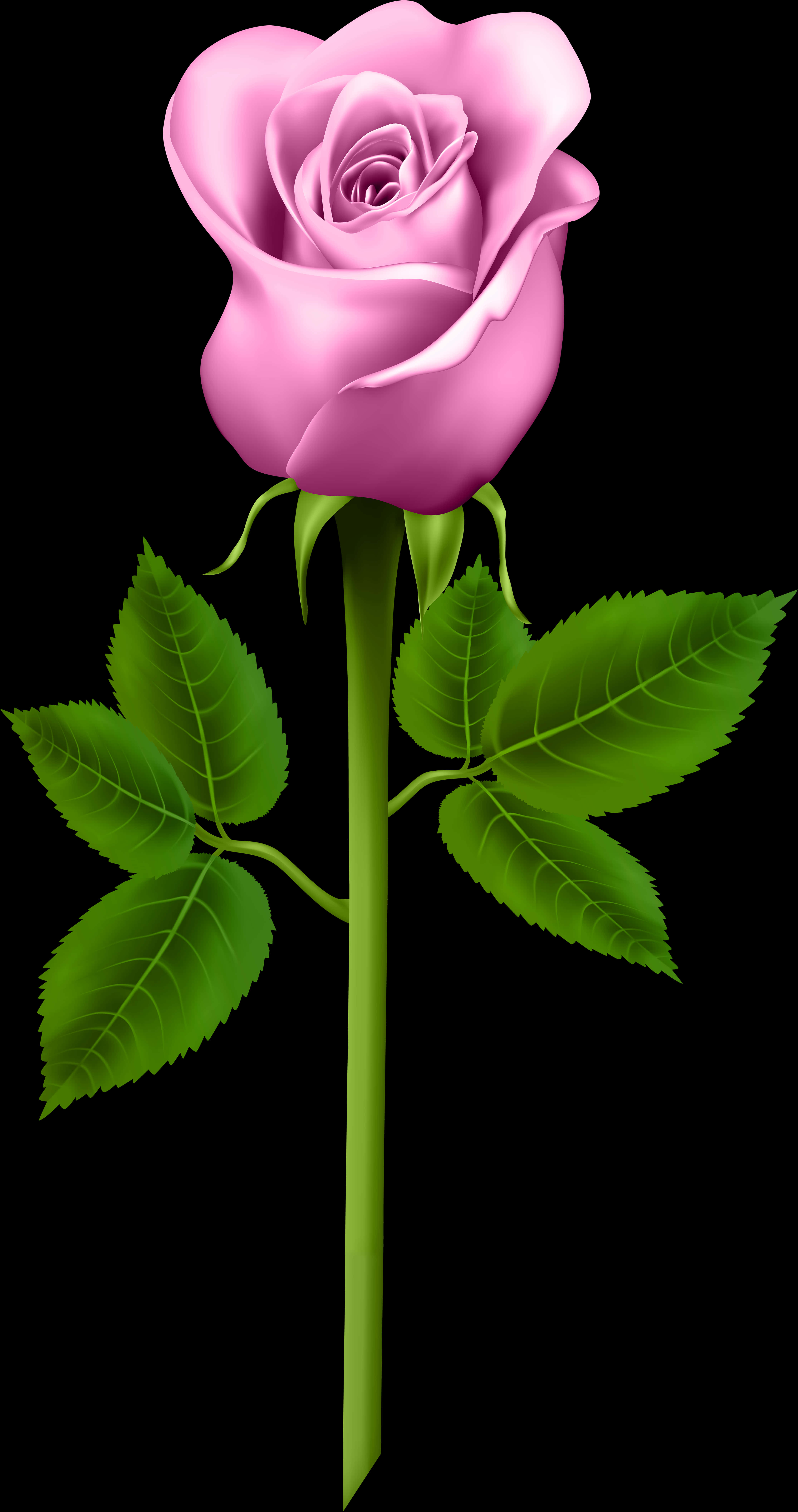 Pink Rose Black Background PNG with transparent background