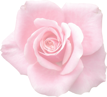 Pink Rose Black Background