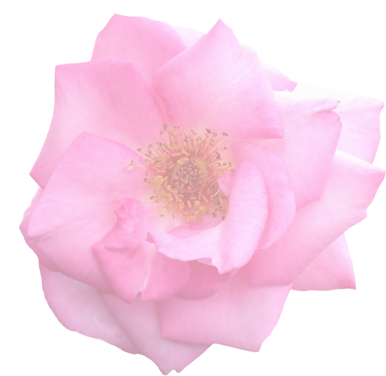 Pink Rose Black Background PNG with transparent background
