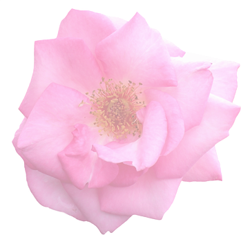 Pink Rose Black Background PNG with transparent background