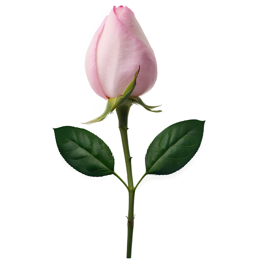 Pink Rose Bud Png Dad