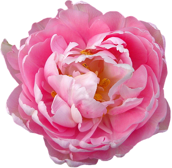 Pink Rose Closeup PNG with transparent background
