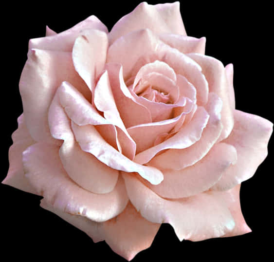 Pink Rose Closeup Isolated