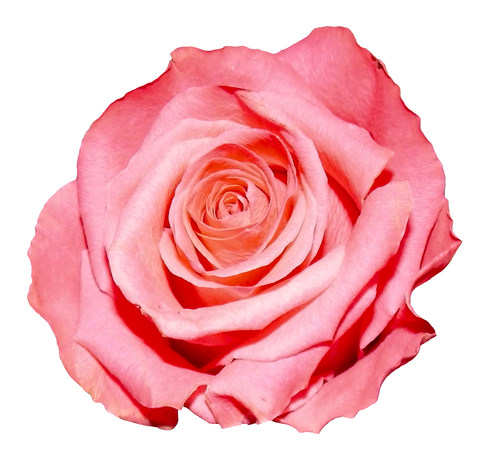 Pink Rose Closeup.png