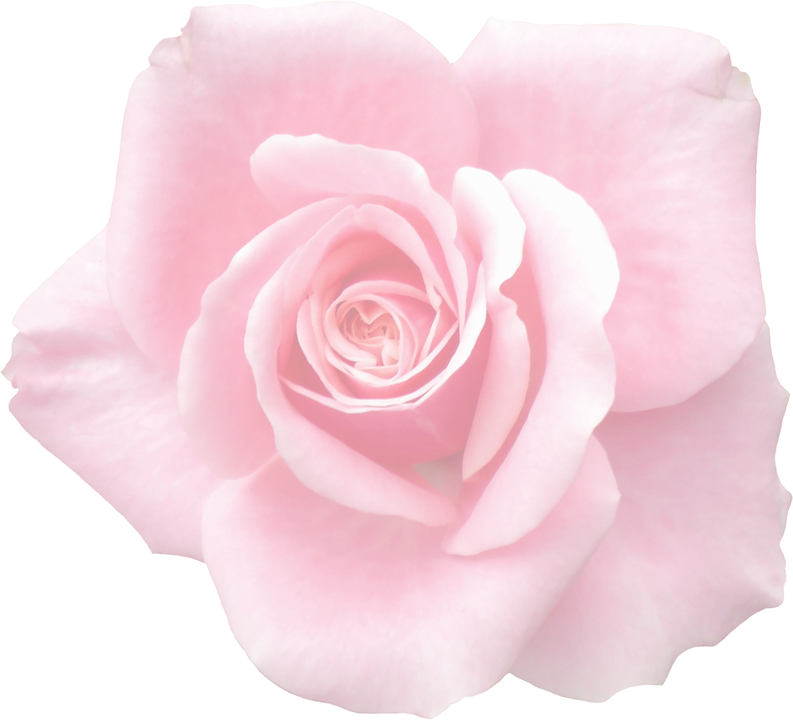 Pink Rose Closeup.png