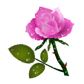 Pink Rose Dewdrops Vector PNG with transparent background