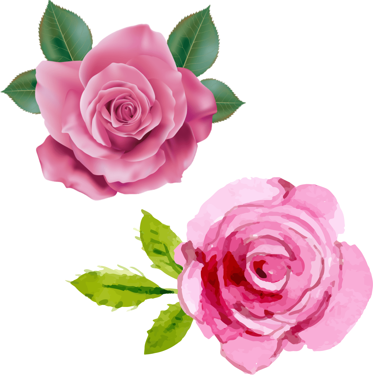 Pink Rose Duo Illustration