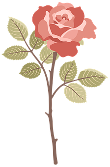 Pink Rose Illustration