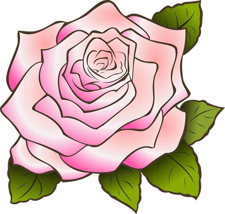 Pink Rose Illustration