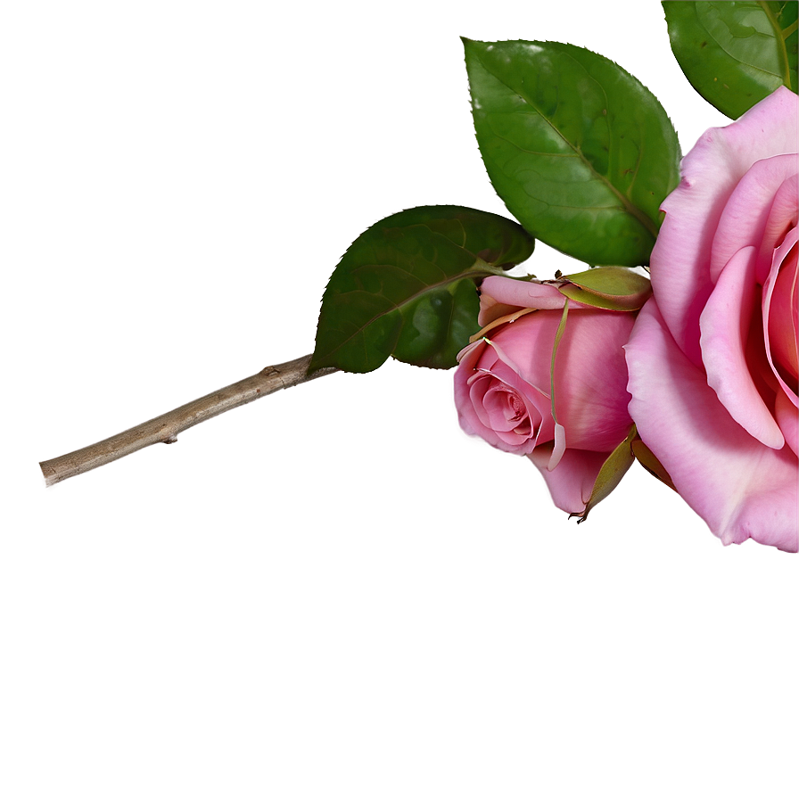 Pink Rose In Bloom Png Mle9