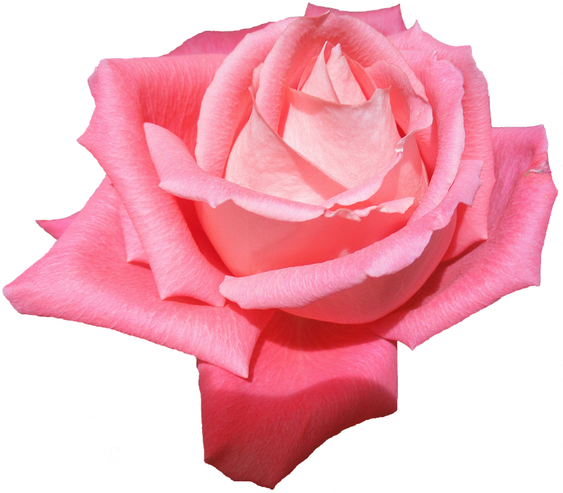 Pink Rose Isolated Background