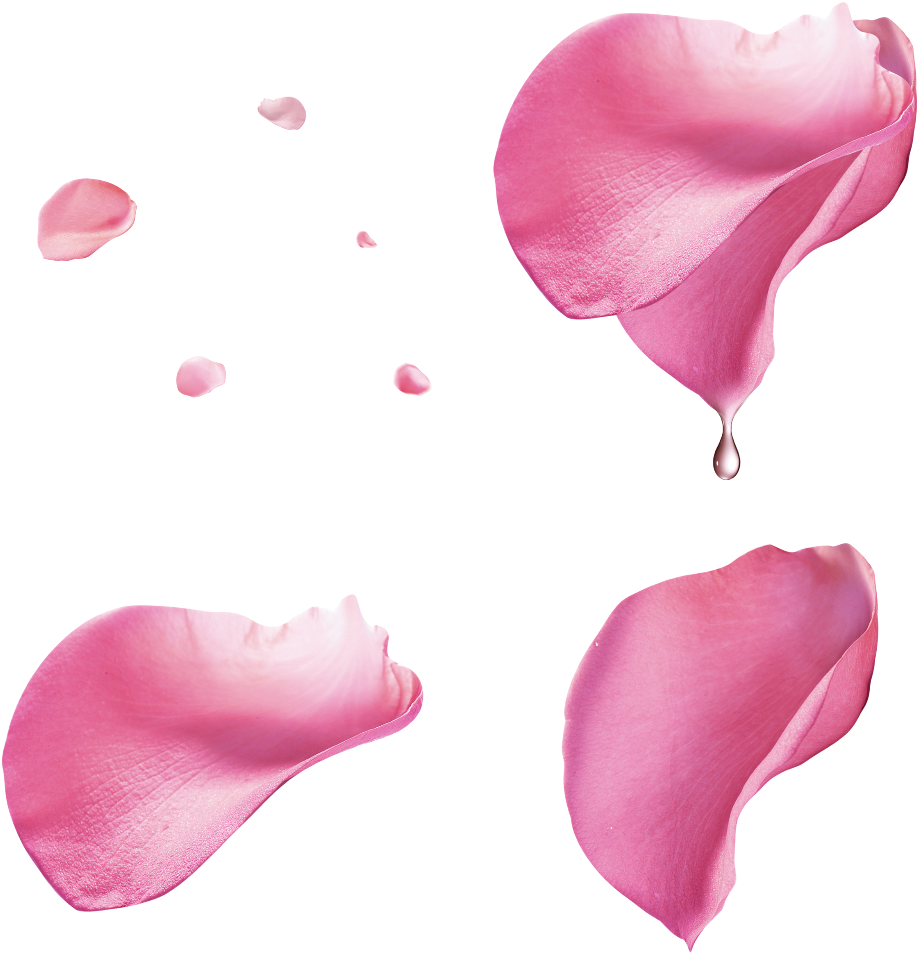 Pink Rose Petals Floating