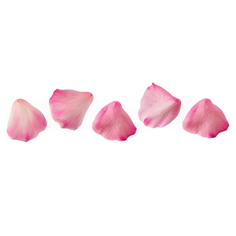 Pink Rose Petals Png 29