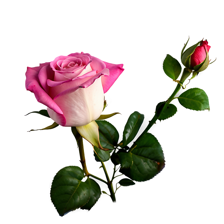 Pink Rose Png 05242024