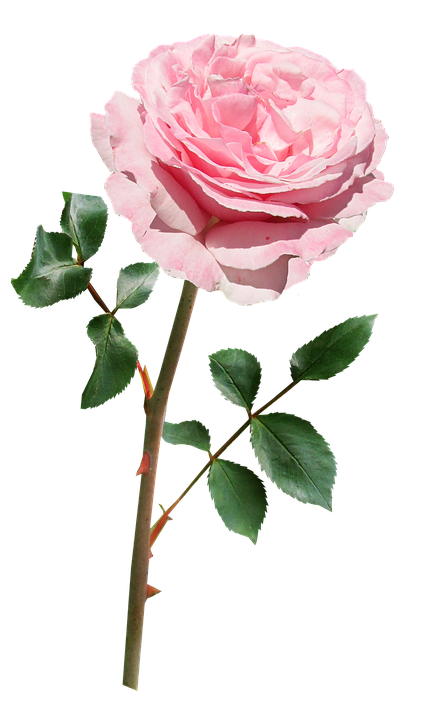 Pink Rose Stem Transparent Background