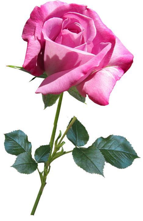 Pink Rose Transparent Background