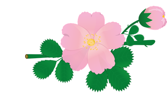 Pink Rose Vector Illustration