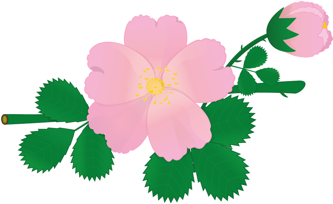 Pink Rose Vector Illustration