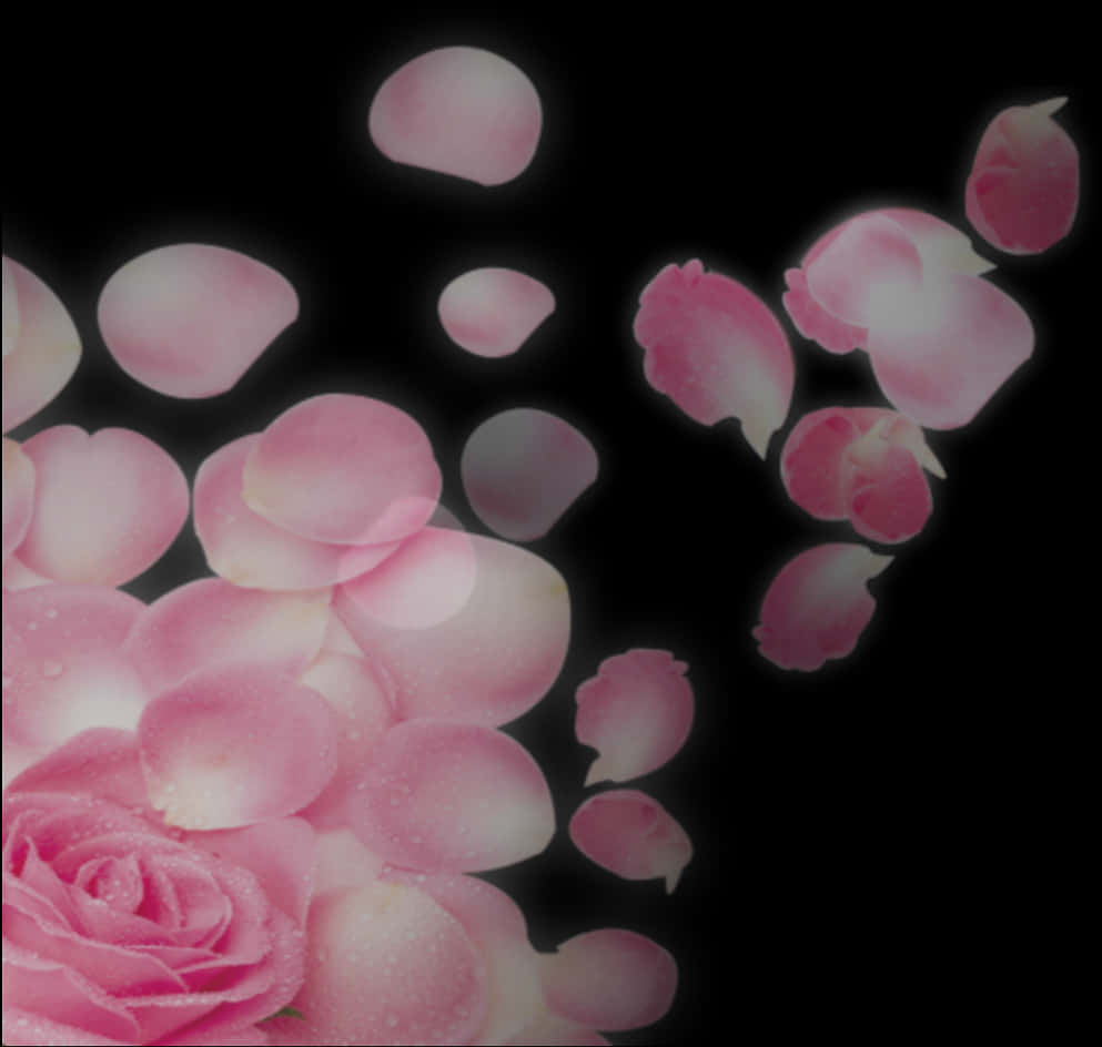 Pink Roseand Petals Floating