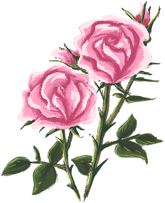 Pink Roses Artistic Illustration.png