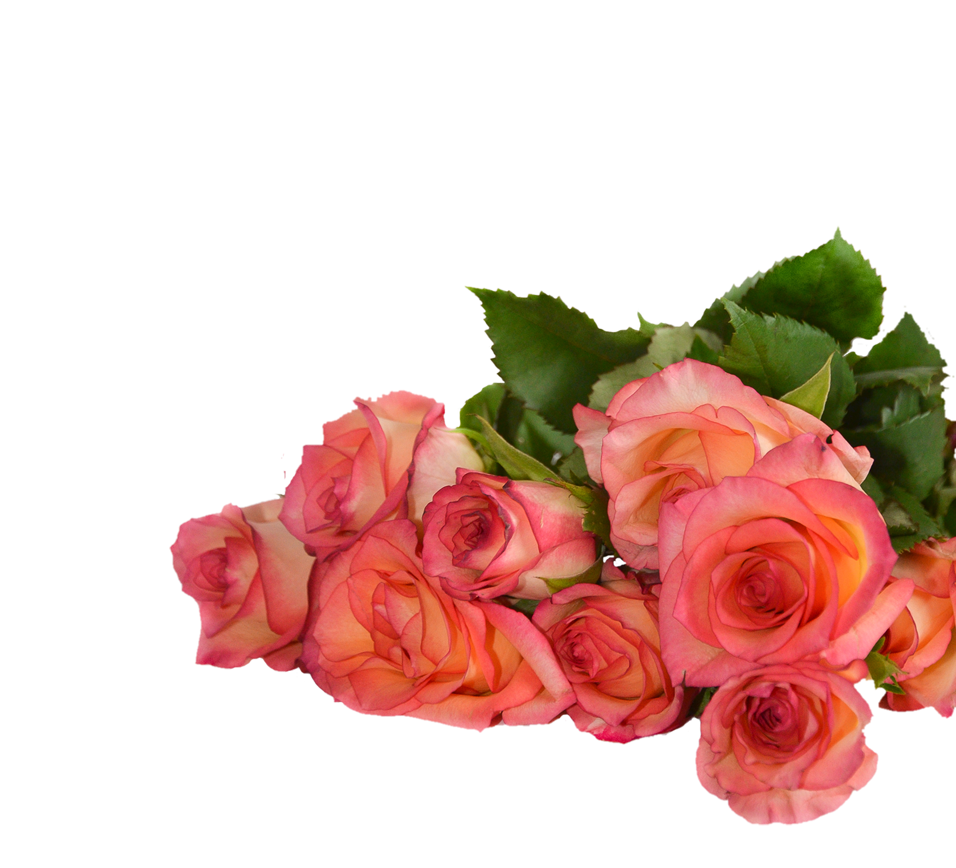 Pink Roses Black Background PNG with transparent background
