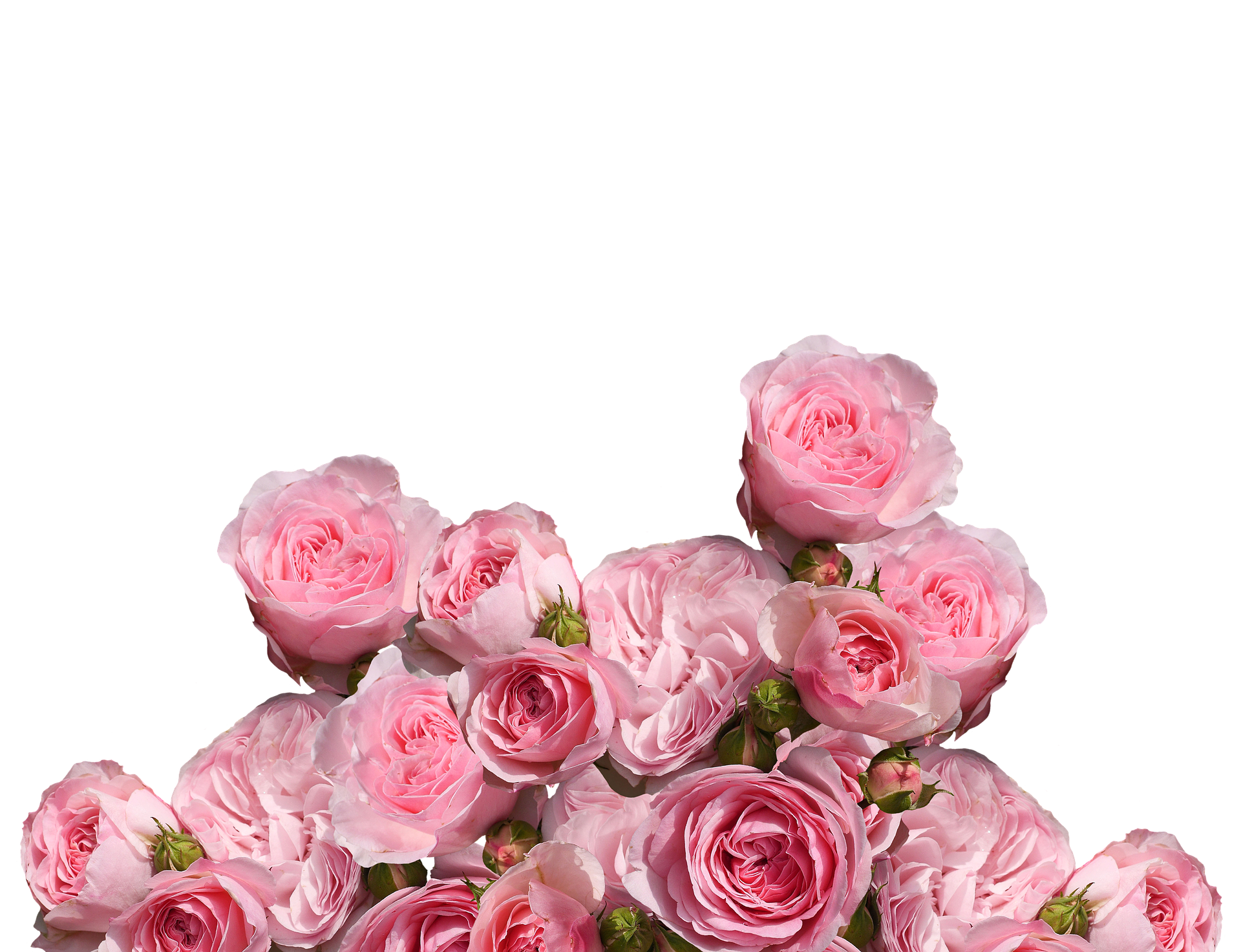 Pink Roses Black Background PNG with transparent background