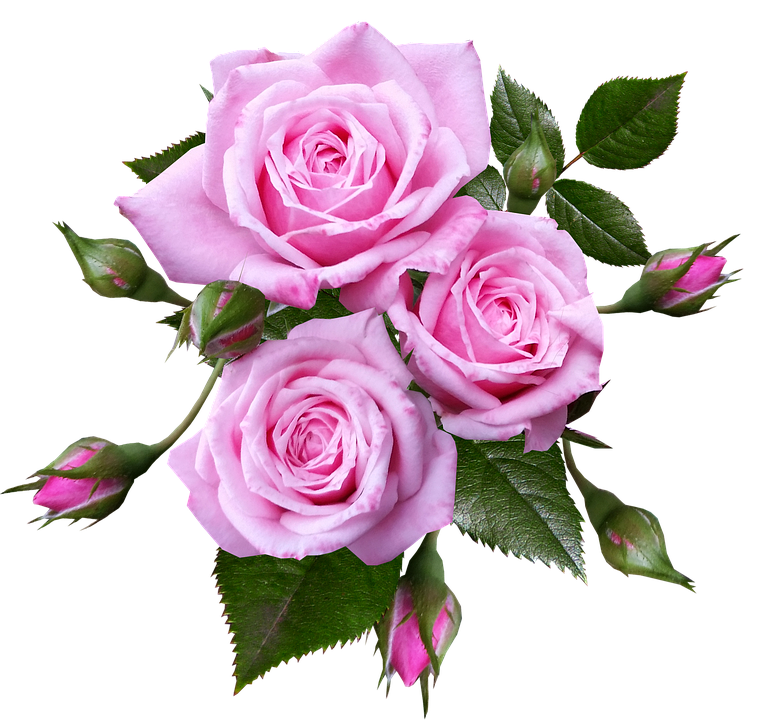 Pink Roses Bouquet Transparent Background