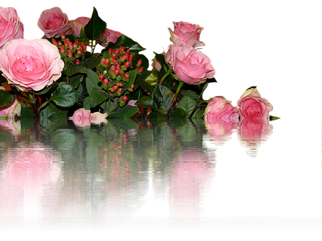 Pink_ Roses_ Reflection_ Water_ Surface PNG with transparent background