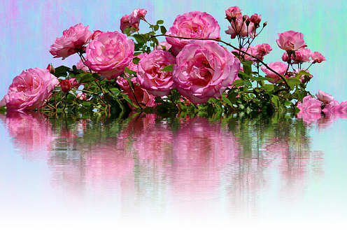 Pink Roses Reflection Water