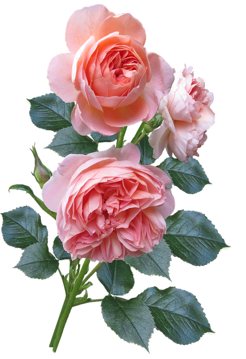 Pink Roses Transparent Background