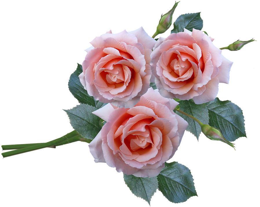 Pink Roses Transparent Background