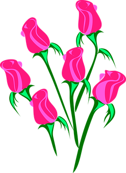 Pink Roses Vector Art