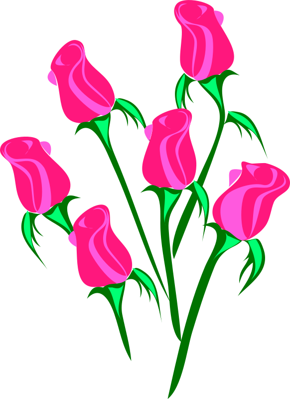 Pink Roses Vector Illustration PNG with transparent background